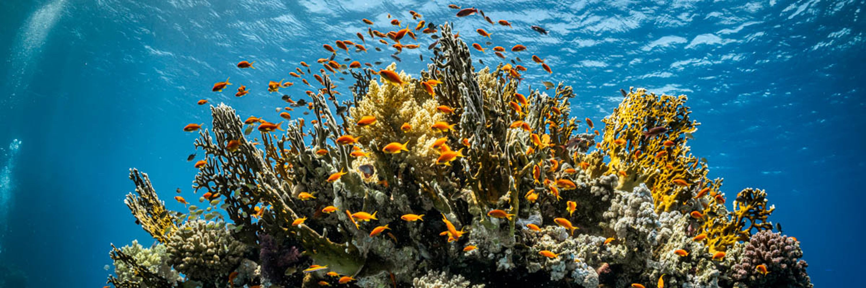 The Scuba News Egypt