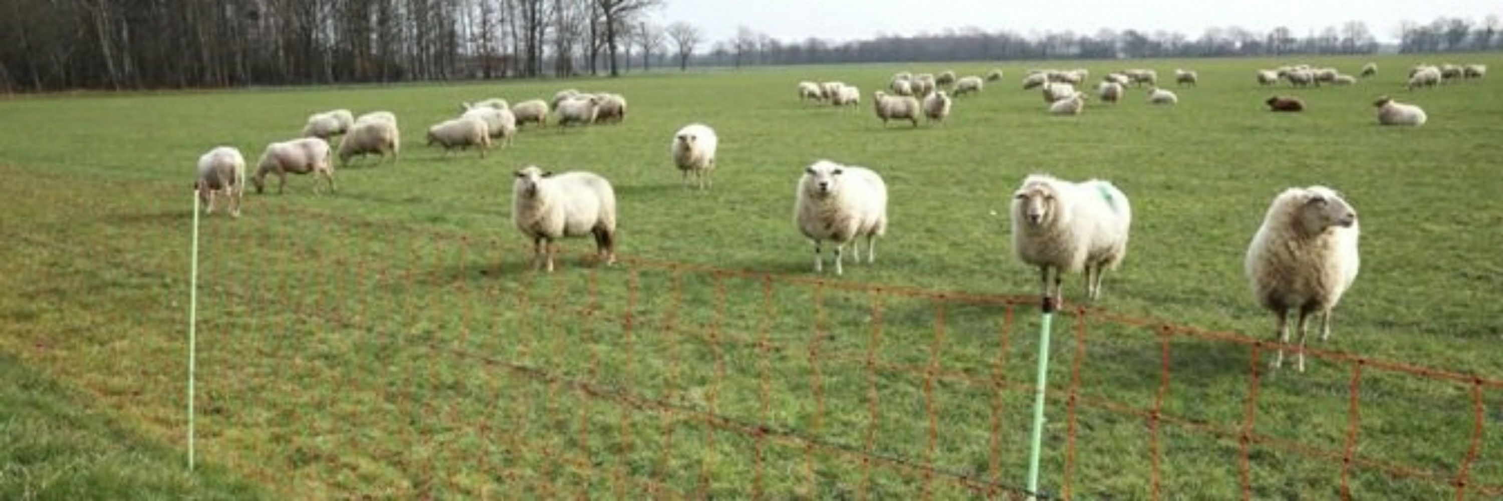 McSchaap