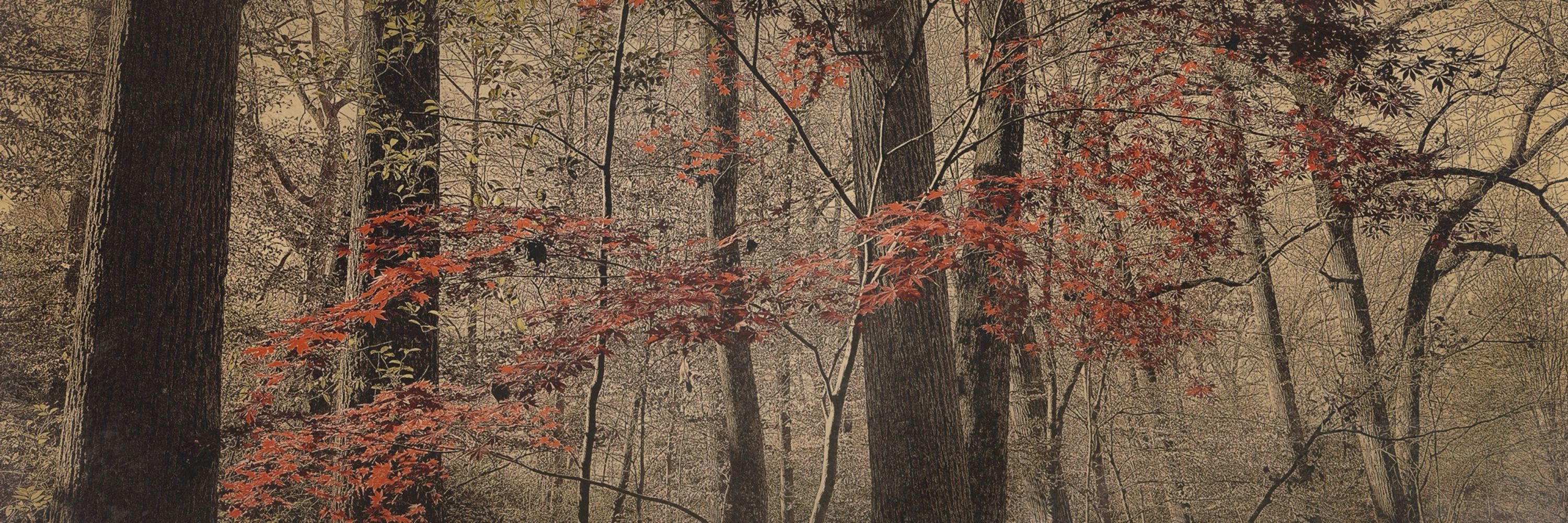 Robin Davis