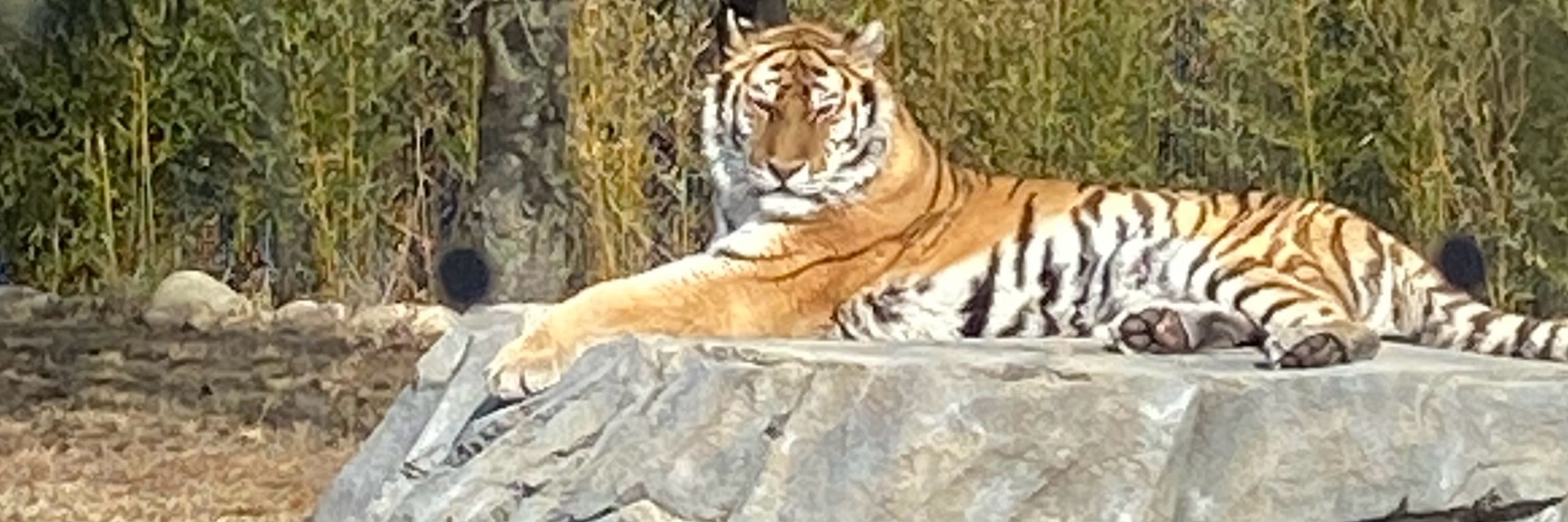 Crista