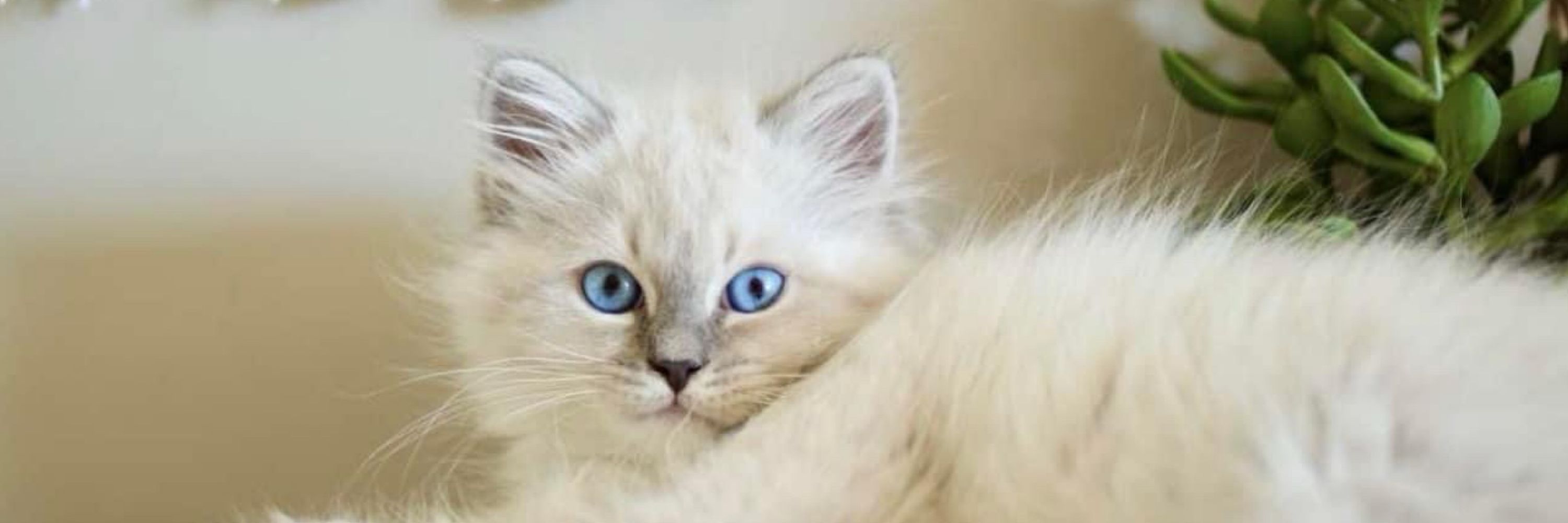 Peanut