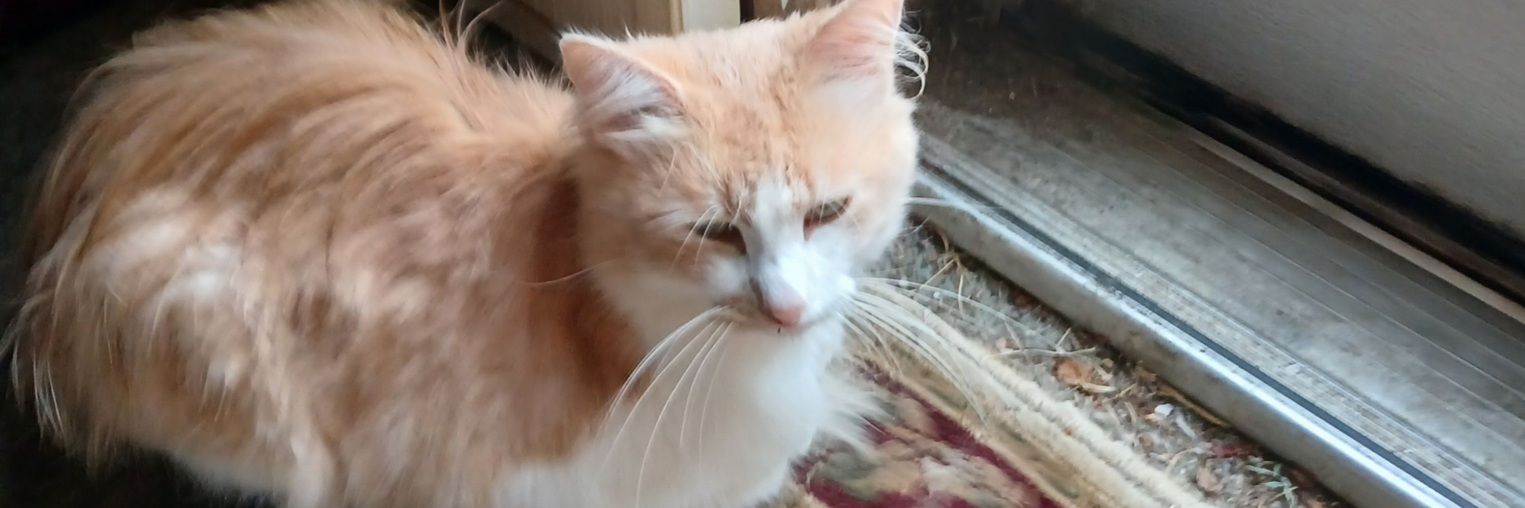 Jessi Rose  (OTRB:  BubbaDawg and Buddy and Clover-Boy)