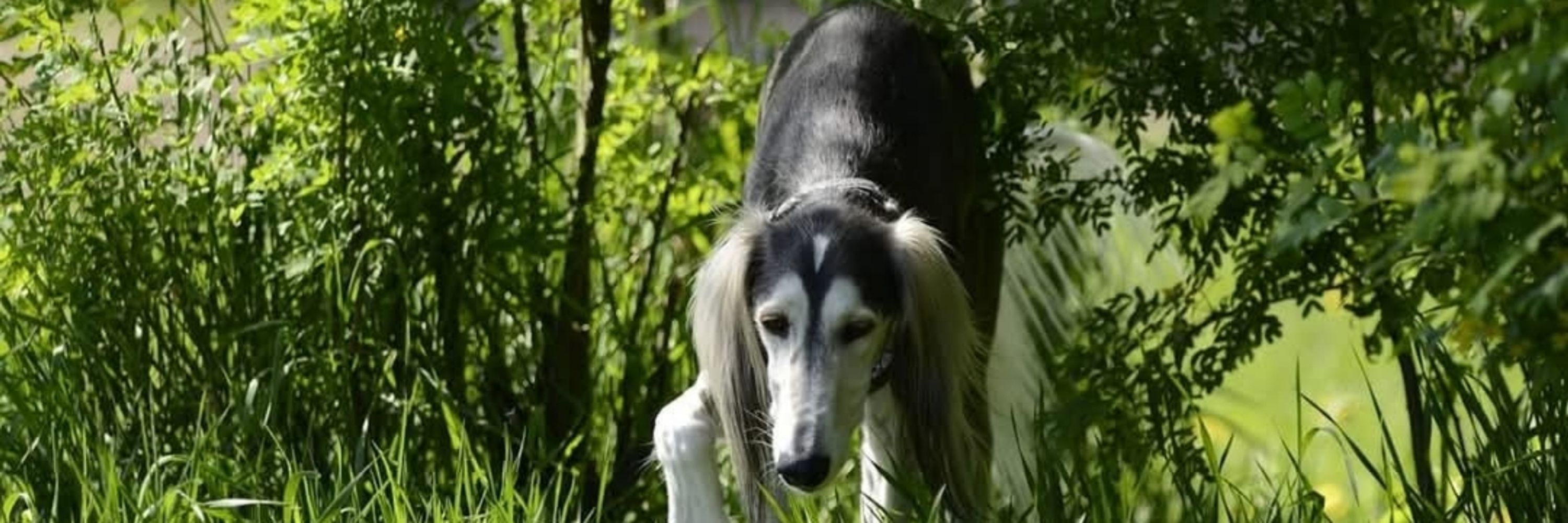 Eltsu