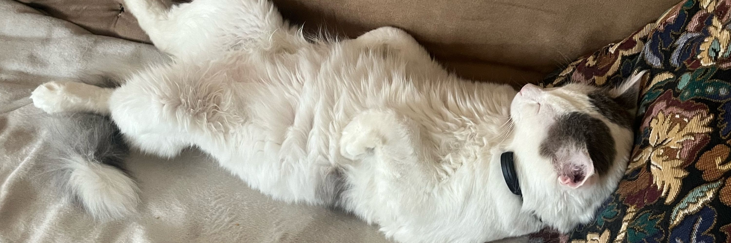 bo