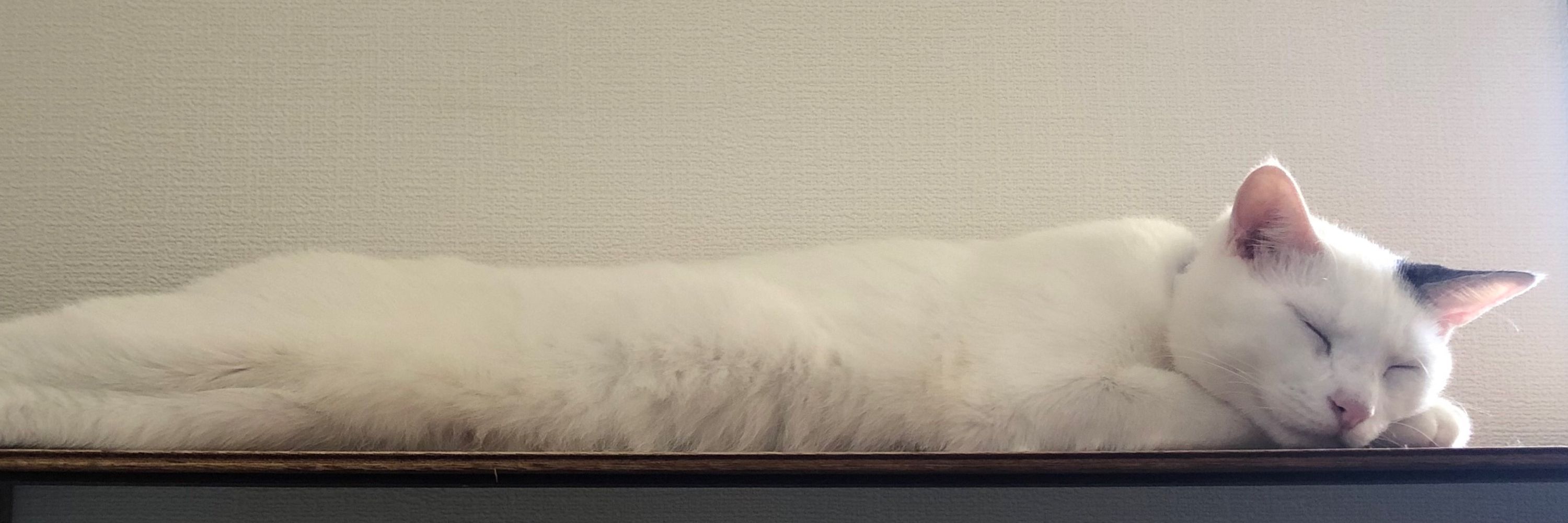 七草つまみ