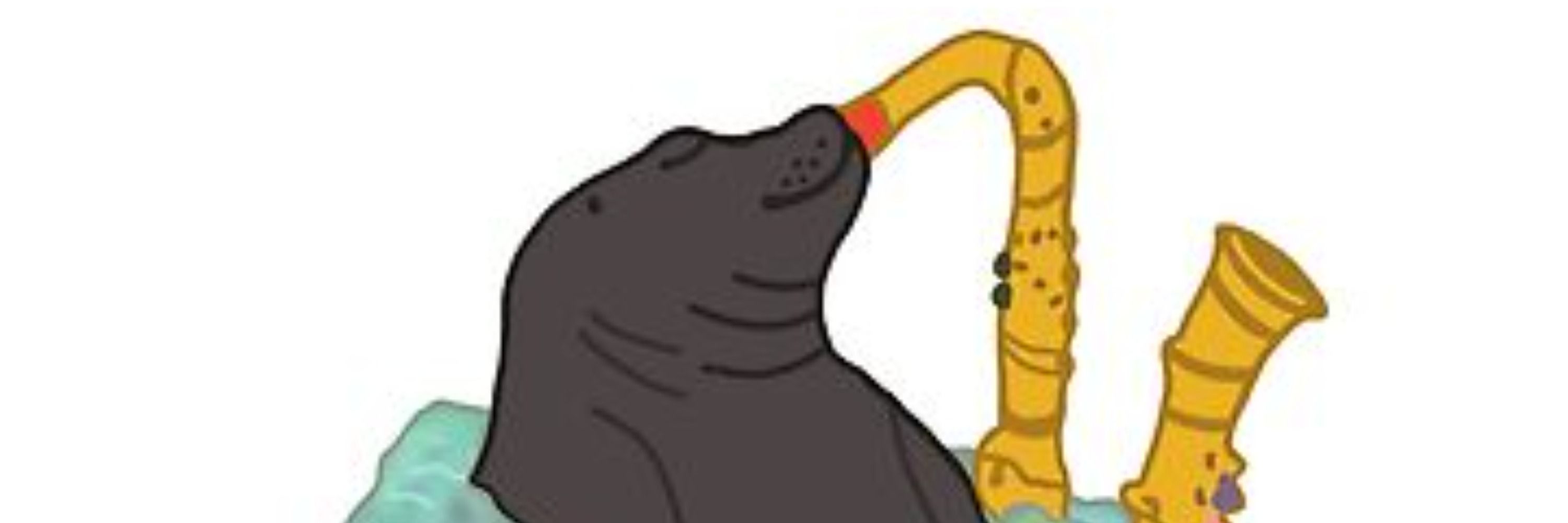 Foca da Meia Noite