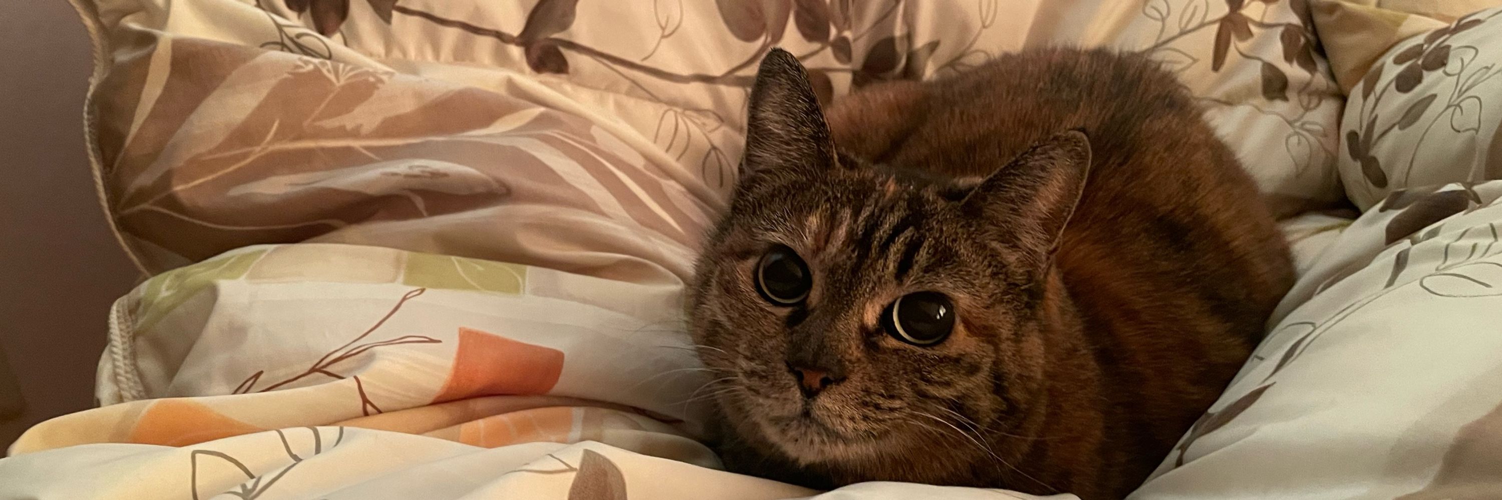 ゆち