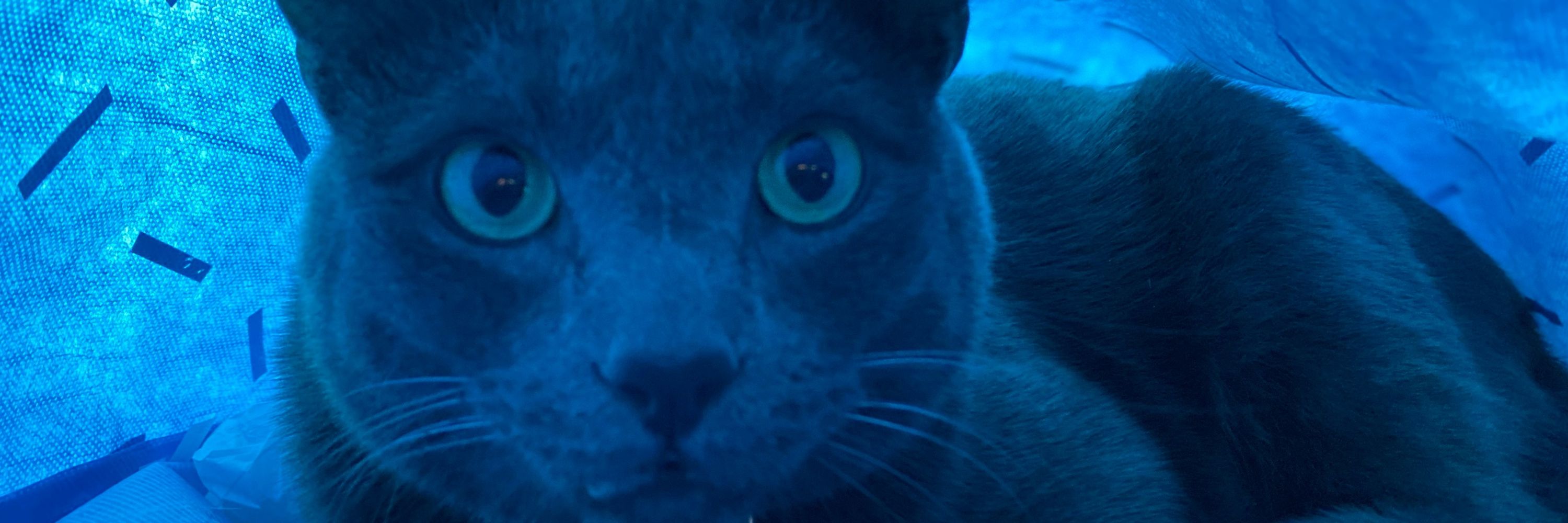 Imhotep