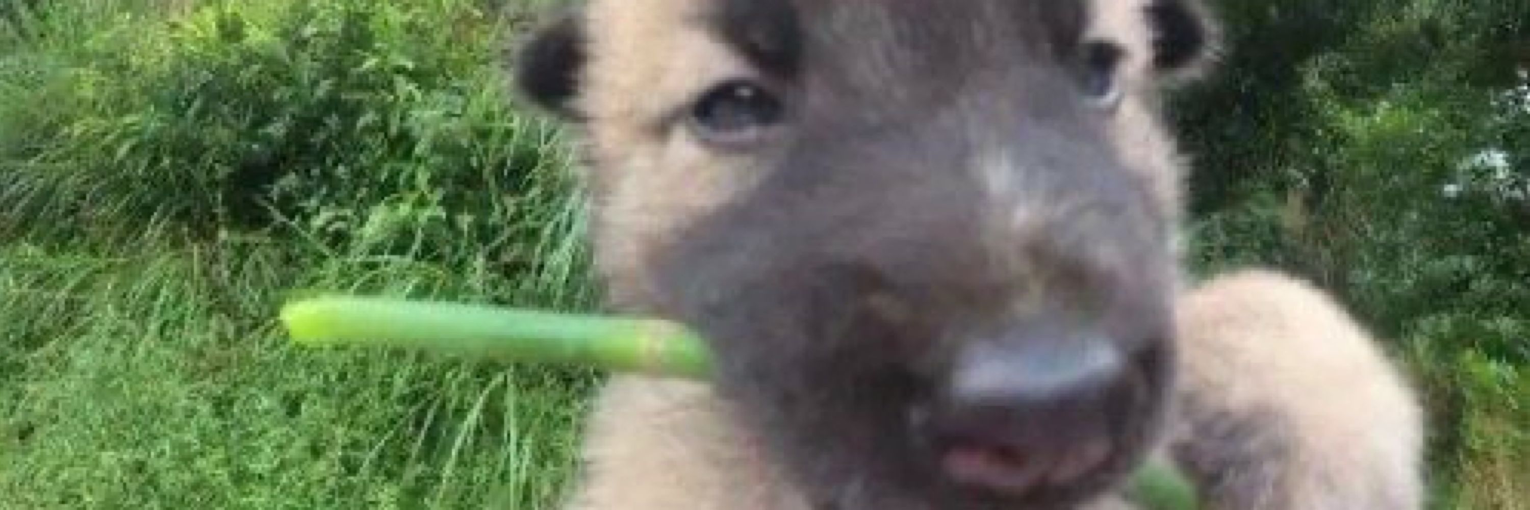 chico