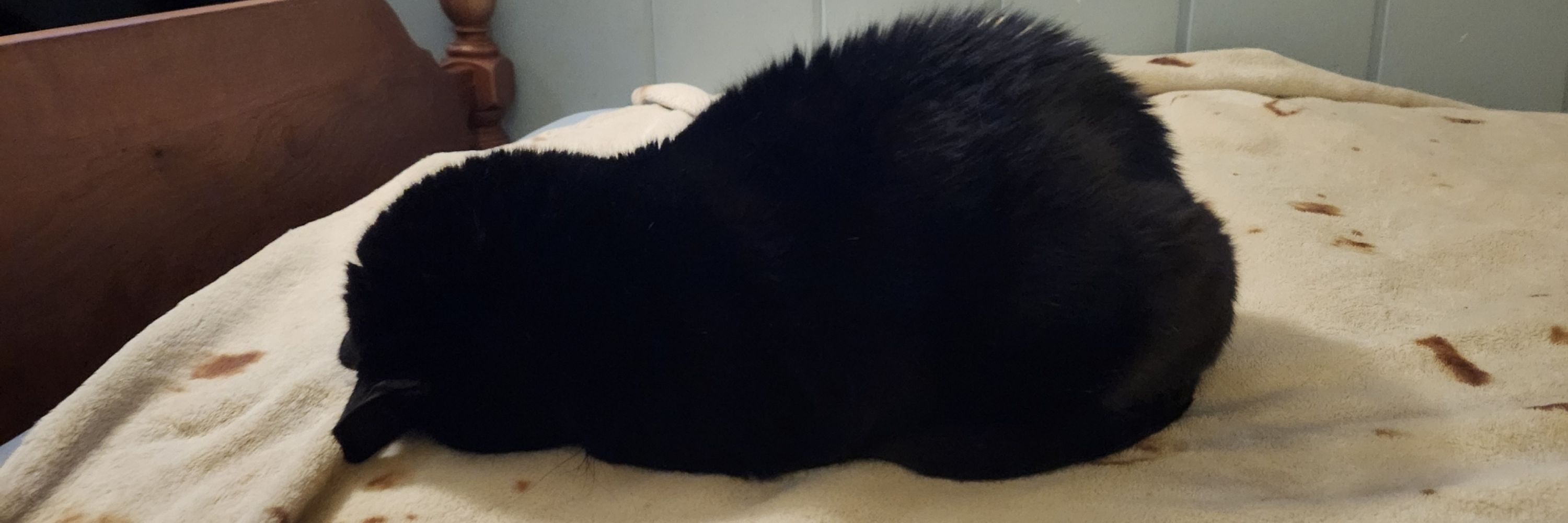 Sparklsthecat