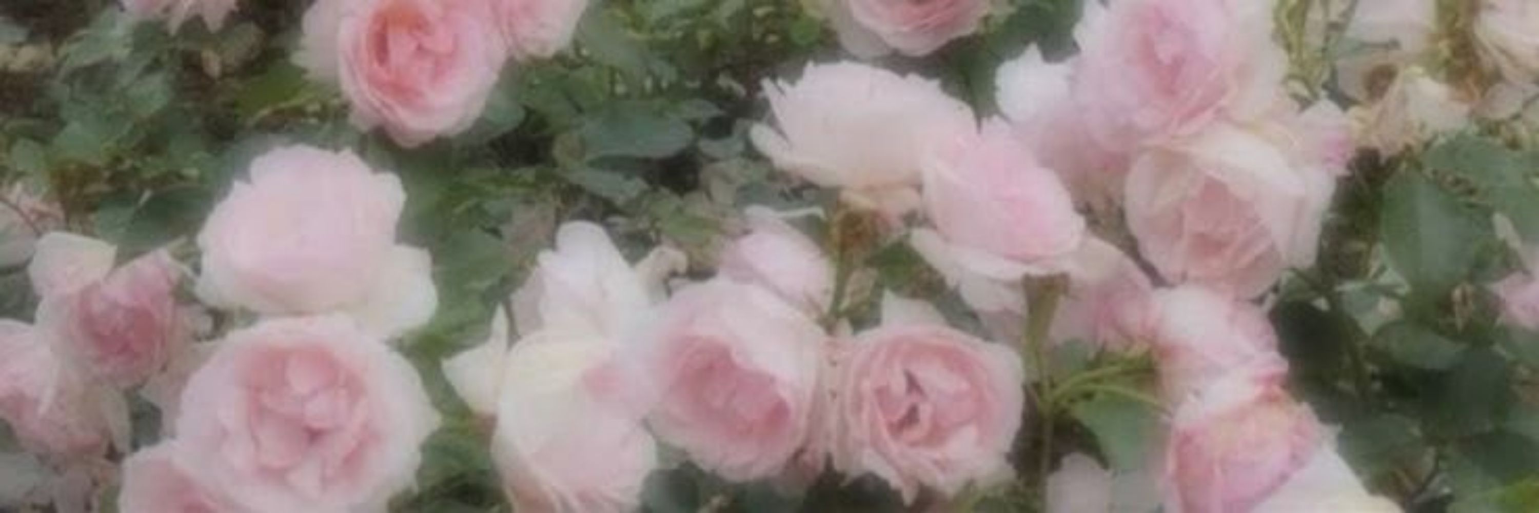 ( ၴႅၴꨄ rose {edsky}