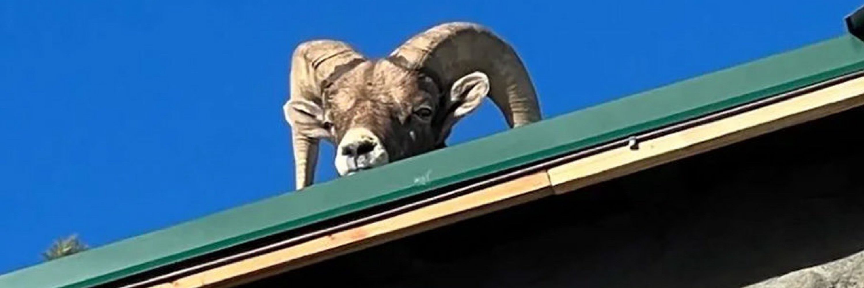 LA Rams Super Fan 🤘🐏