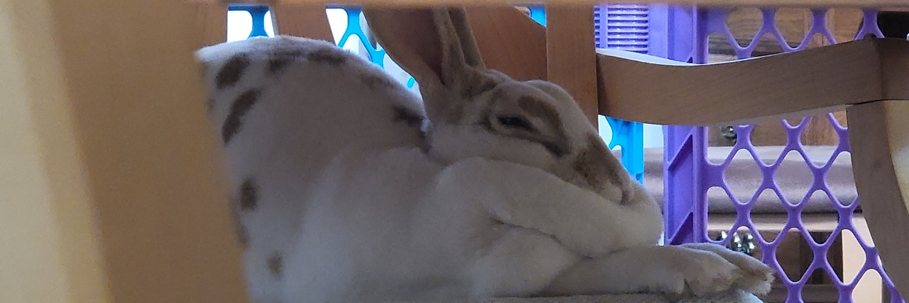 Bunny