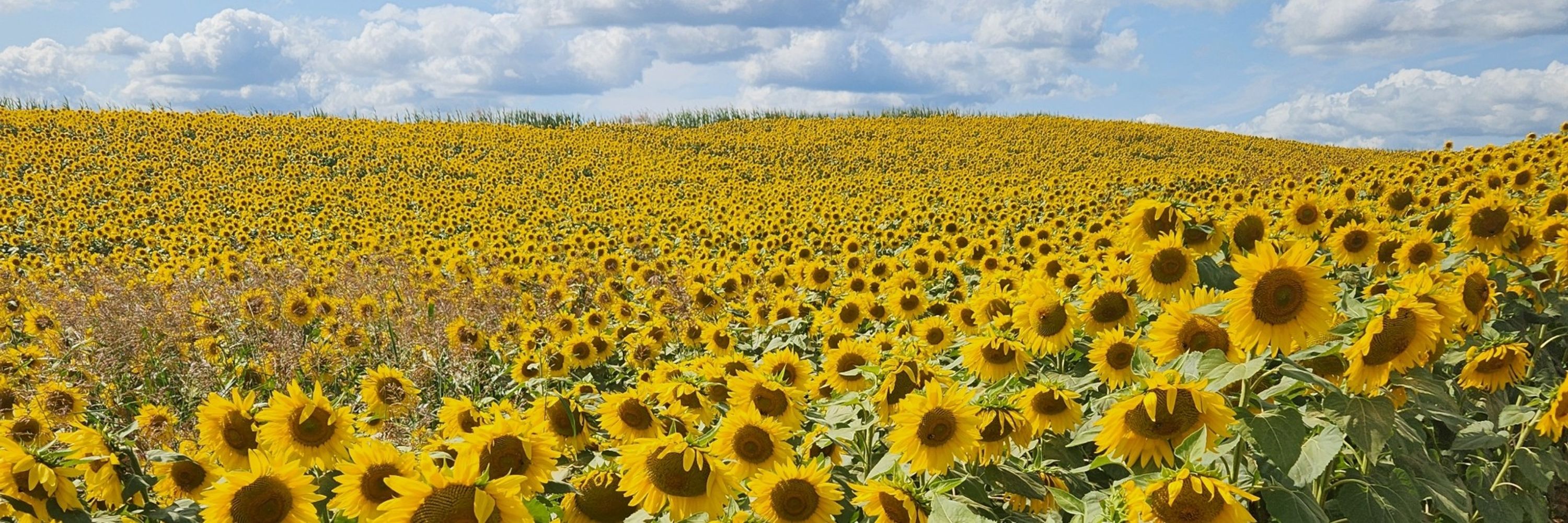 Sunshine Passwater