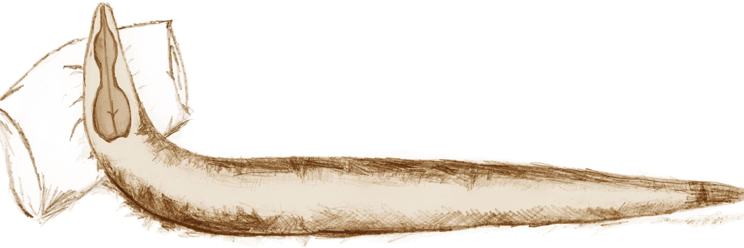 sleepy worm