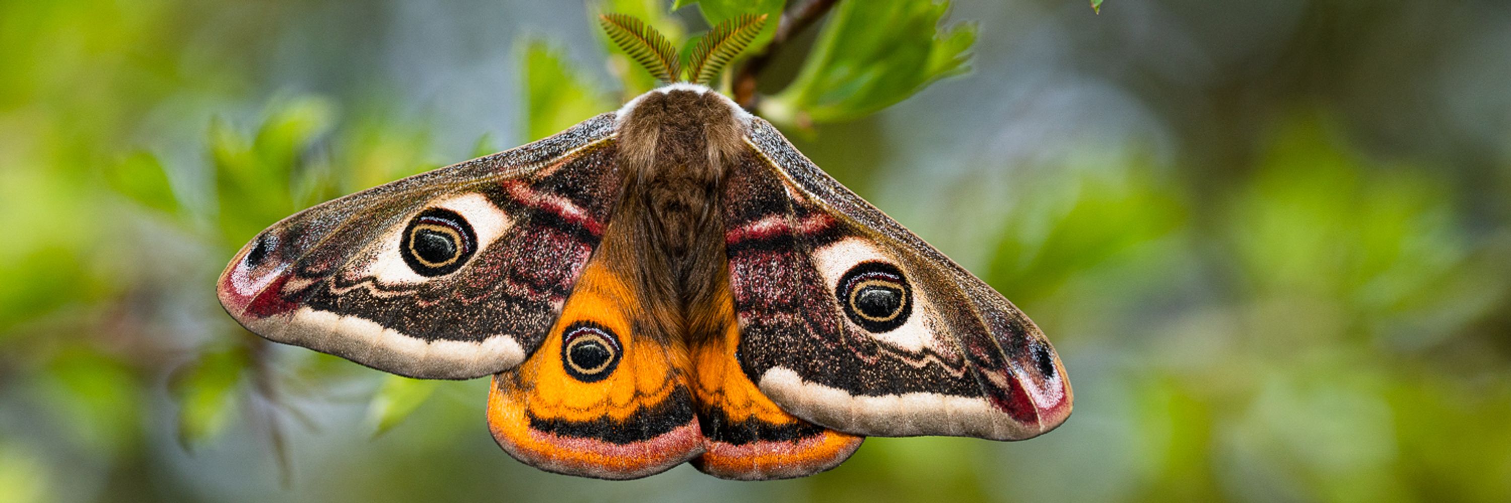 Society for European Lepidopterology