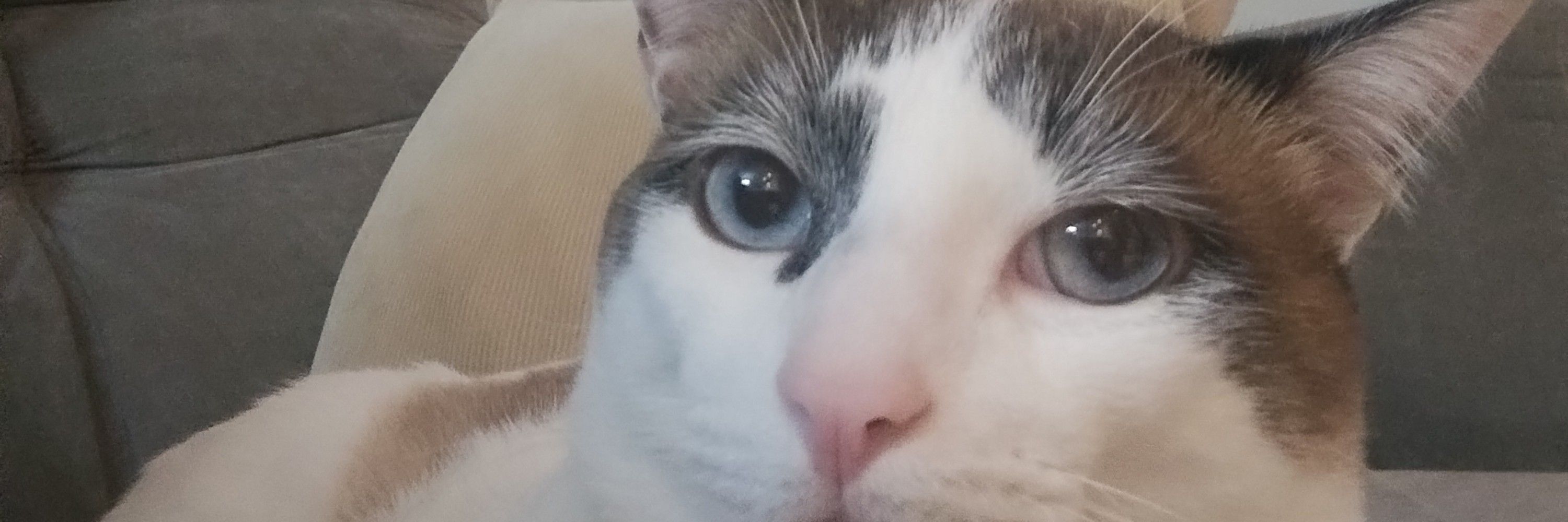 joao