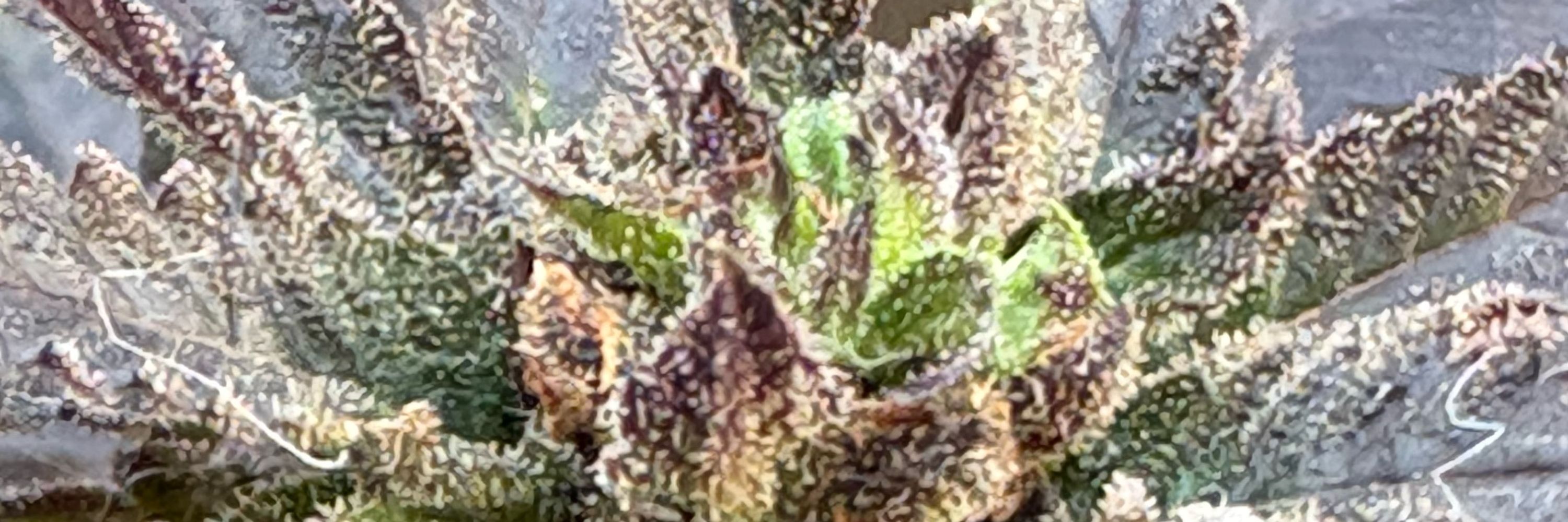 ThePotLab, PhD 🧠🧪