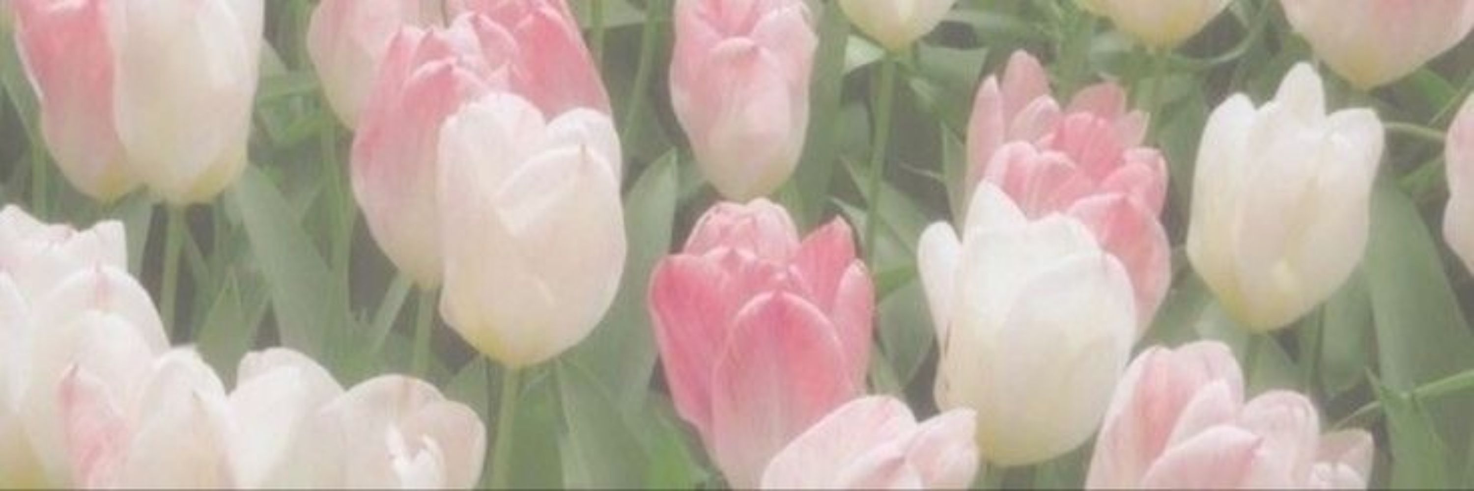 ~🌷○°•●`
