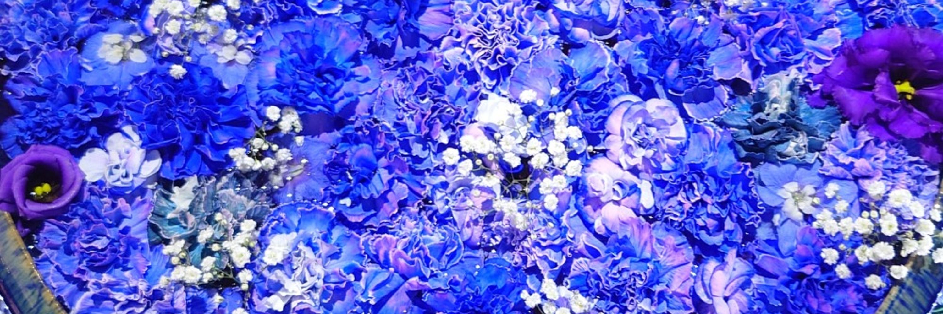 沙狐