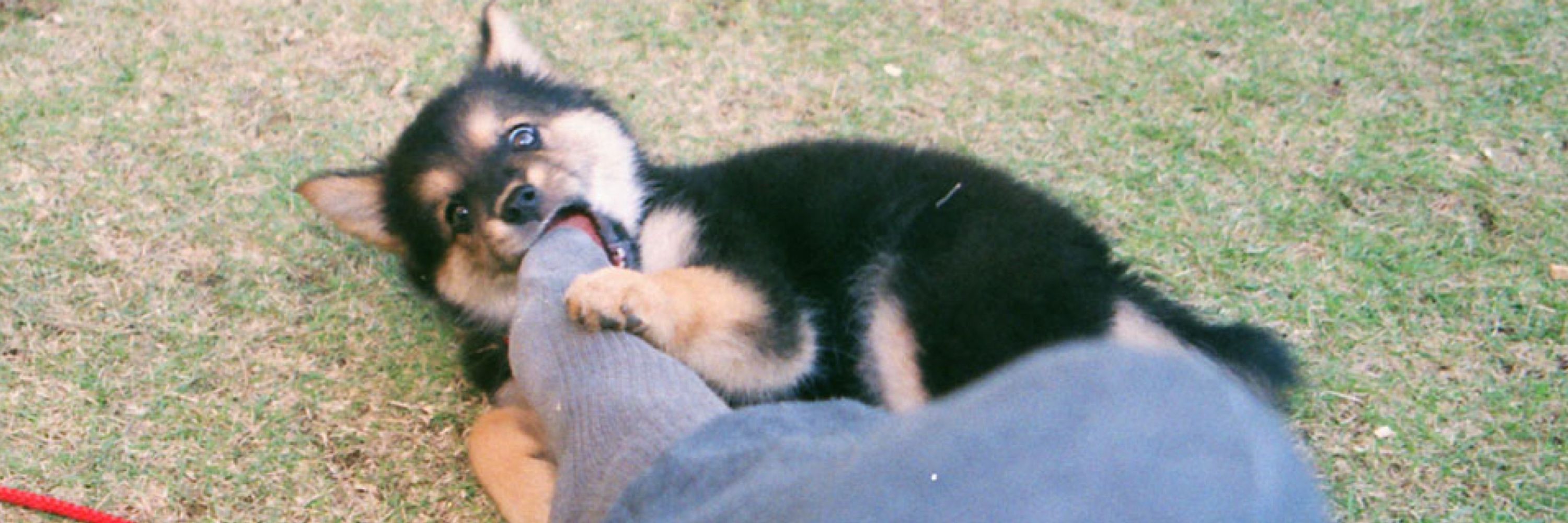 さくら🐕6歳