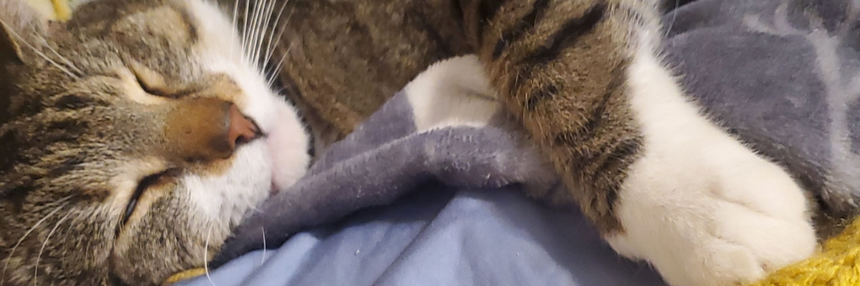 Piper