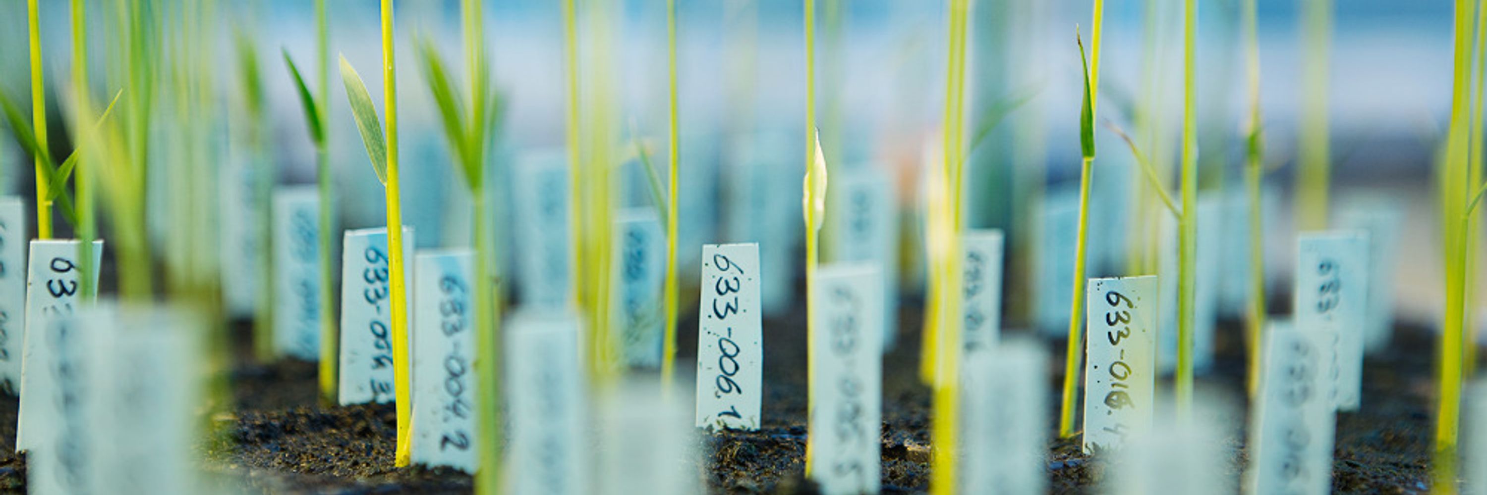 CEPLAS - Cluster of Excellence on Plant Sciences