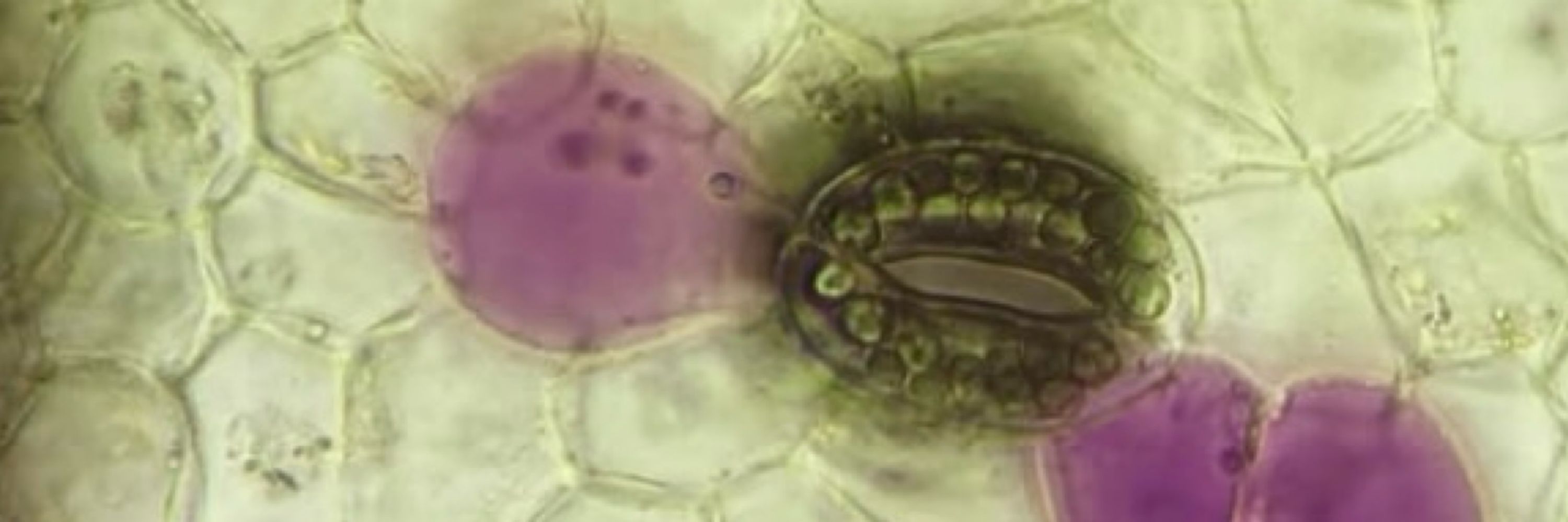 Microscopic Botanist
