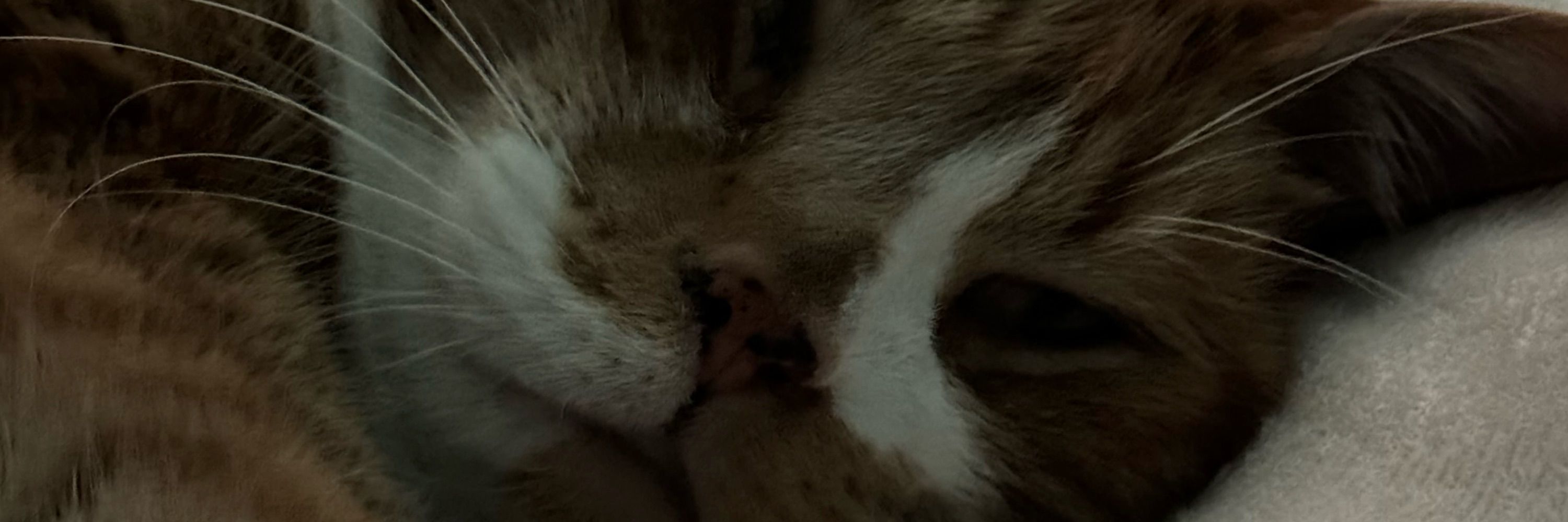 Kat