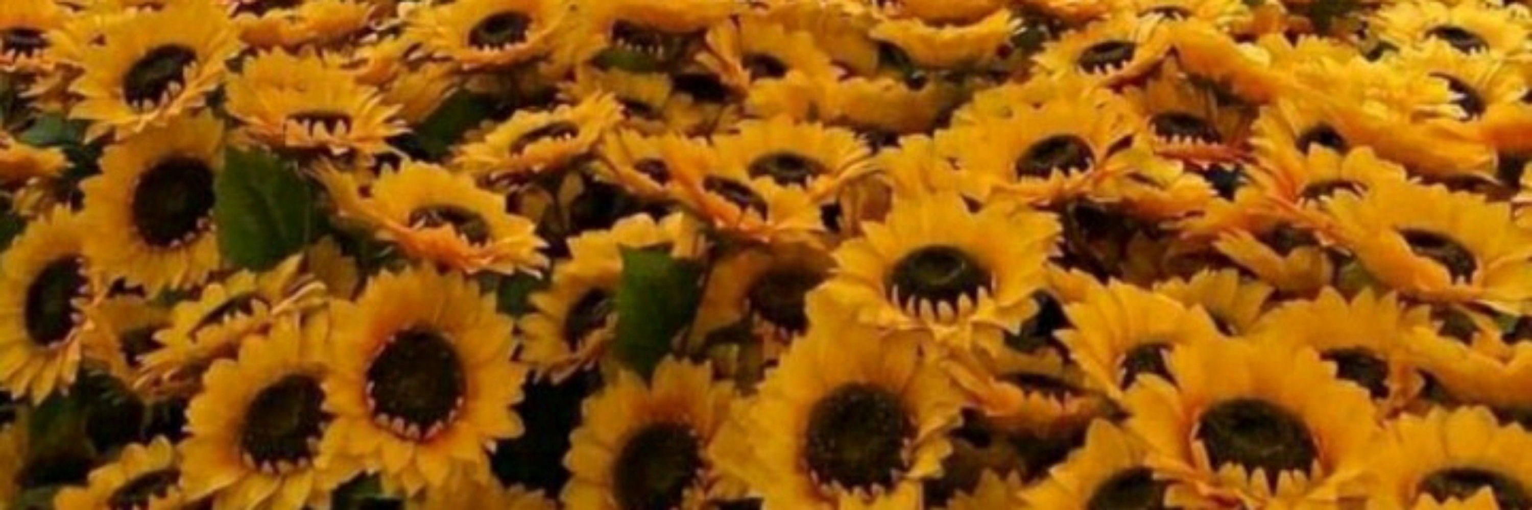 Rê 🌻 