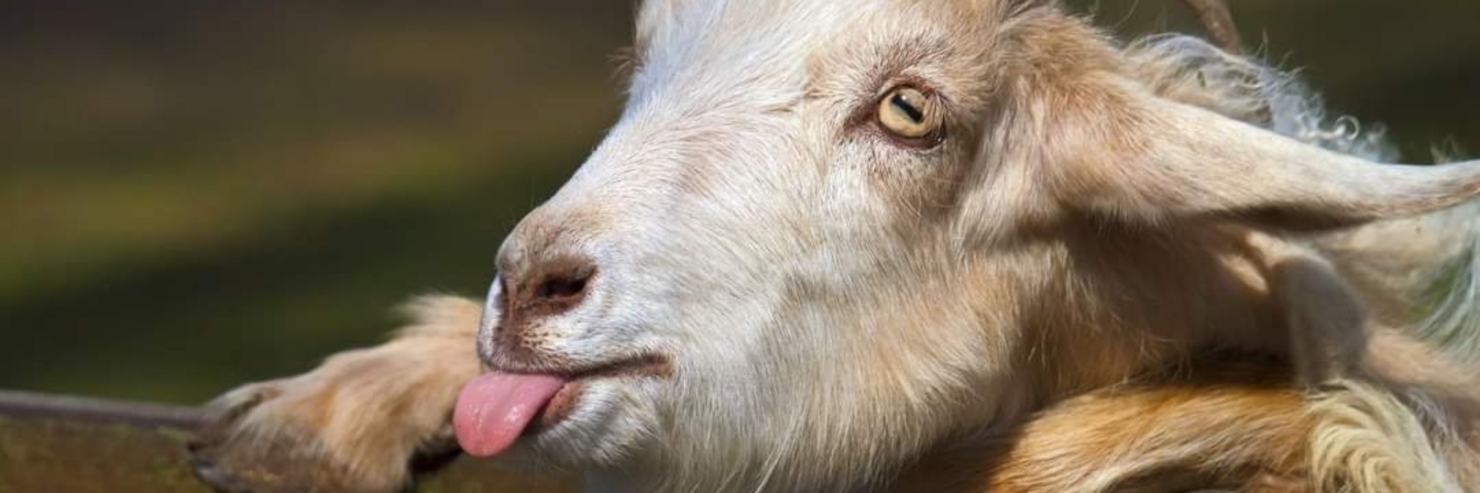 Rud Passos 🐐