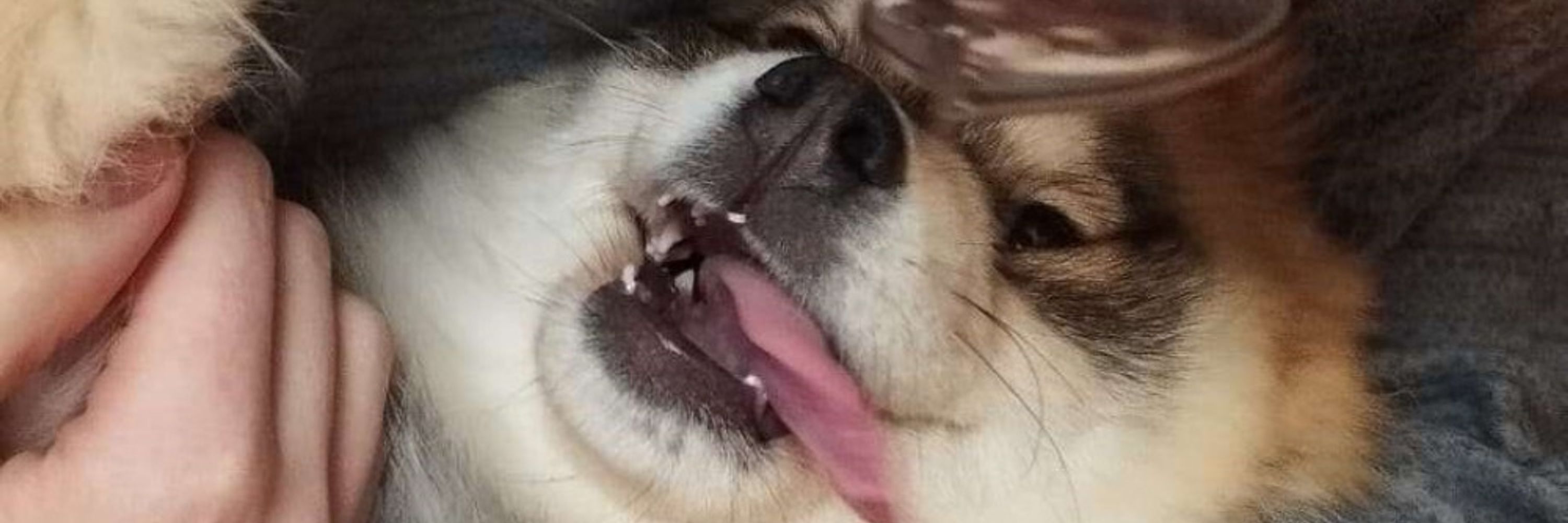 Solomai