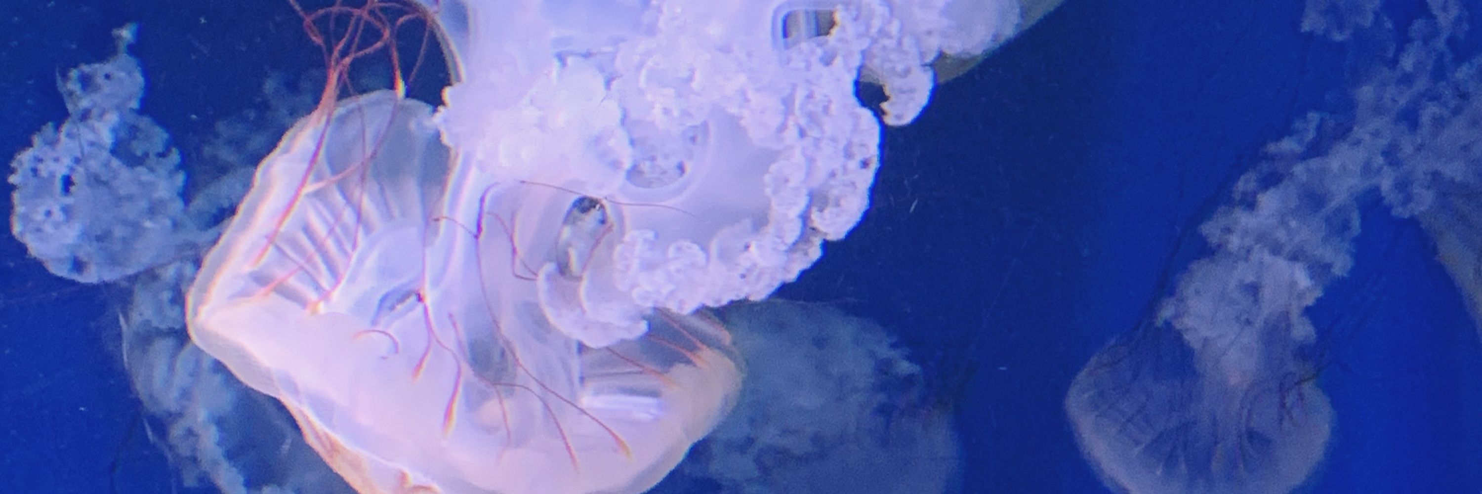 白紙しろ