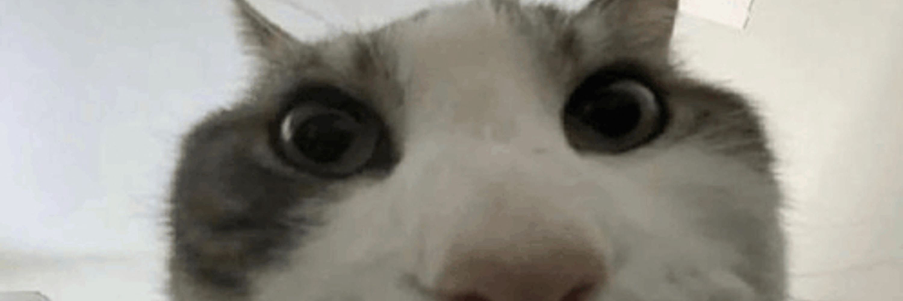 Faivu