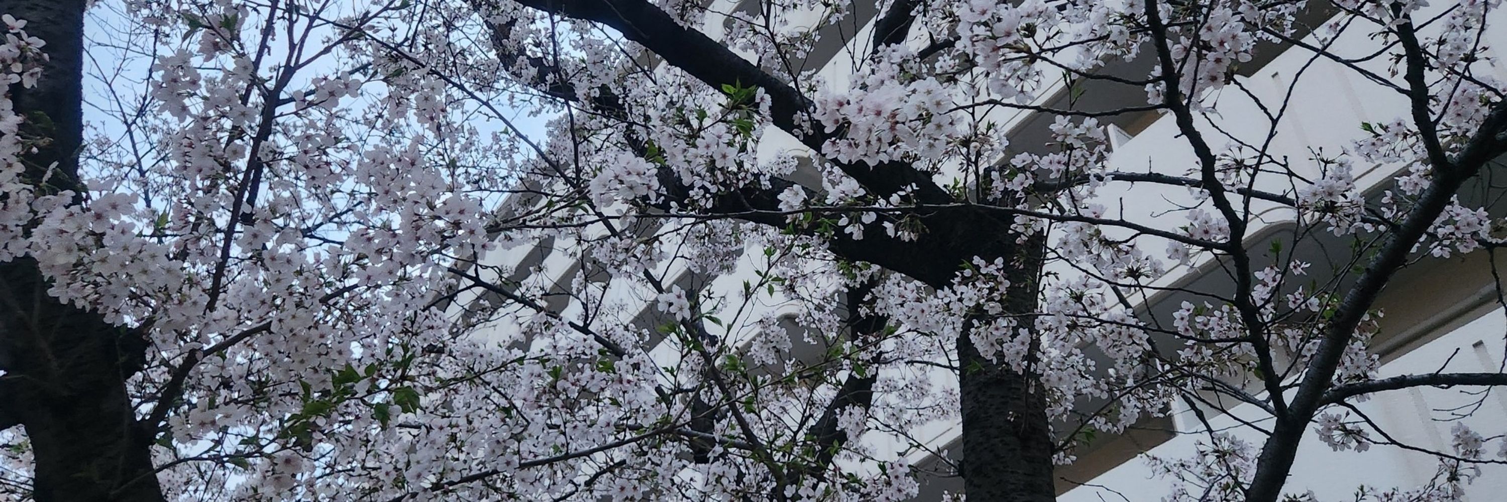 メイ