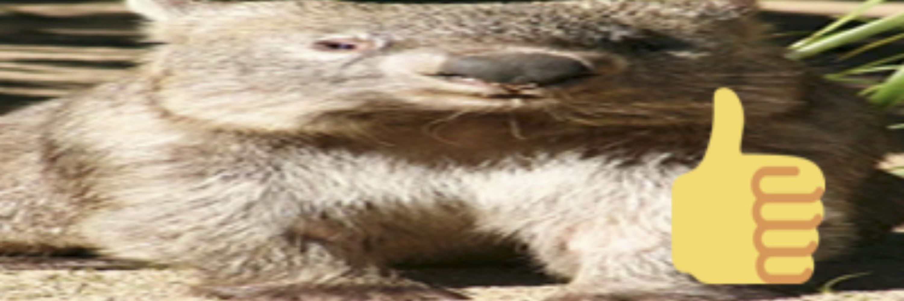 Mortal Wombat