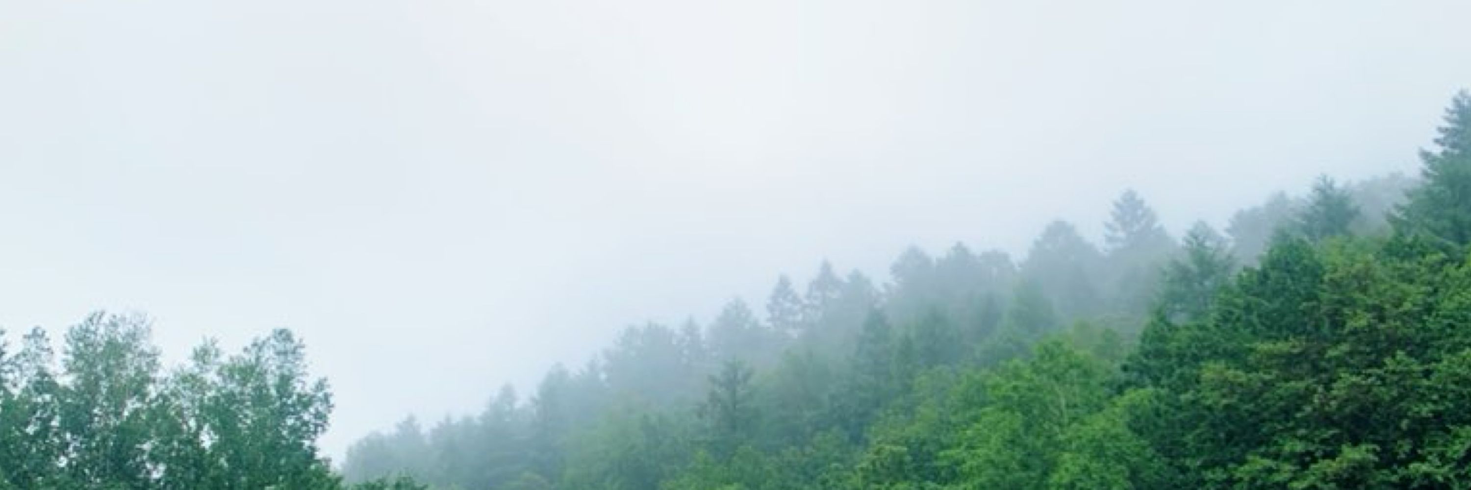 福寿草