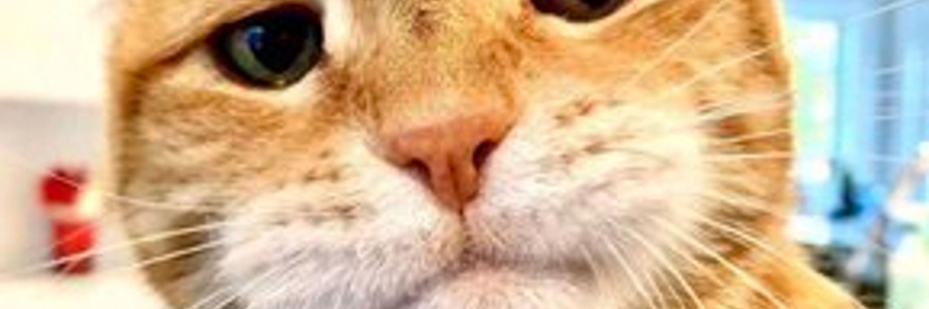 Snukums
