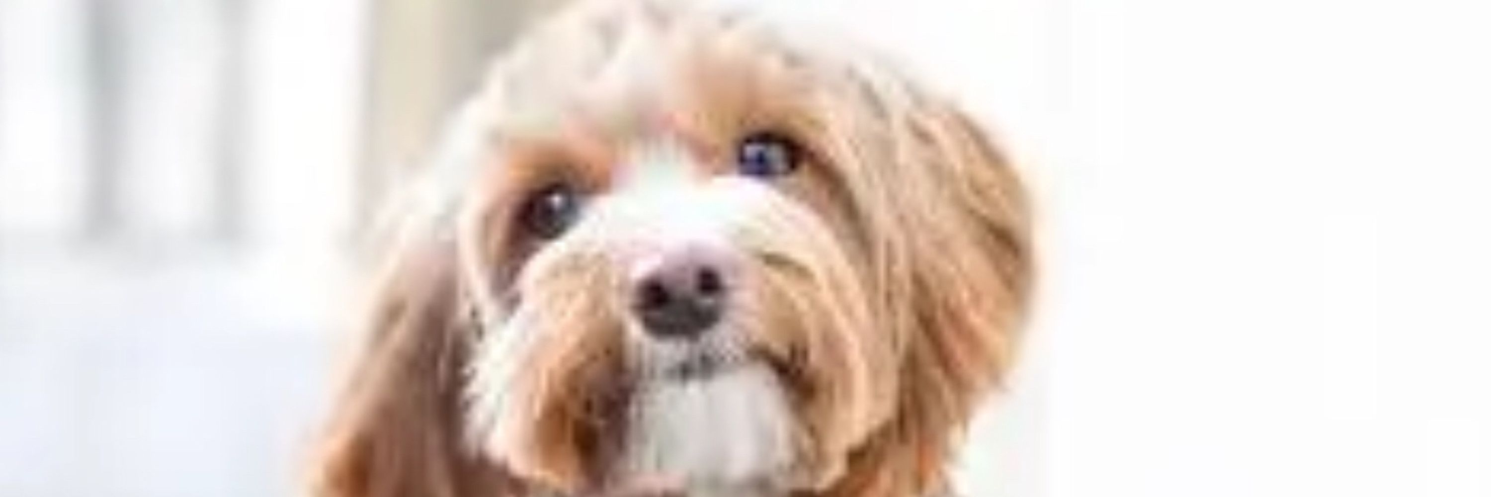 Pokedog