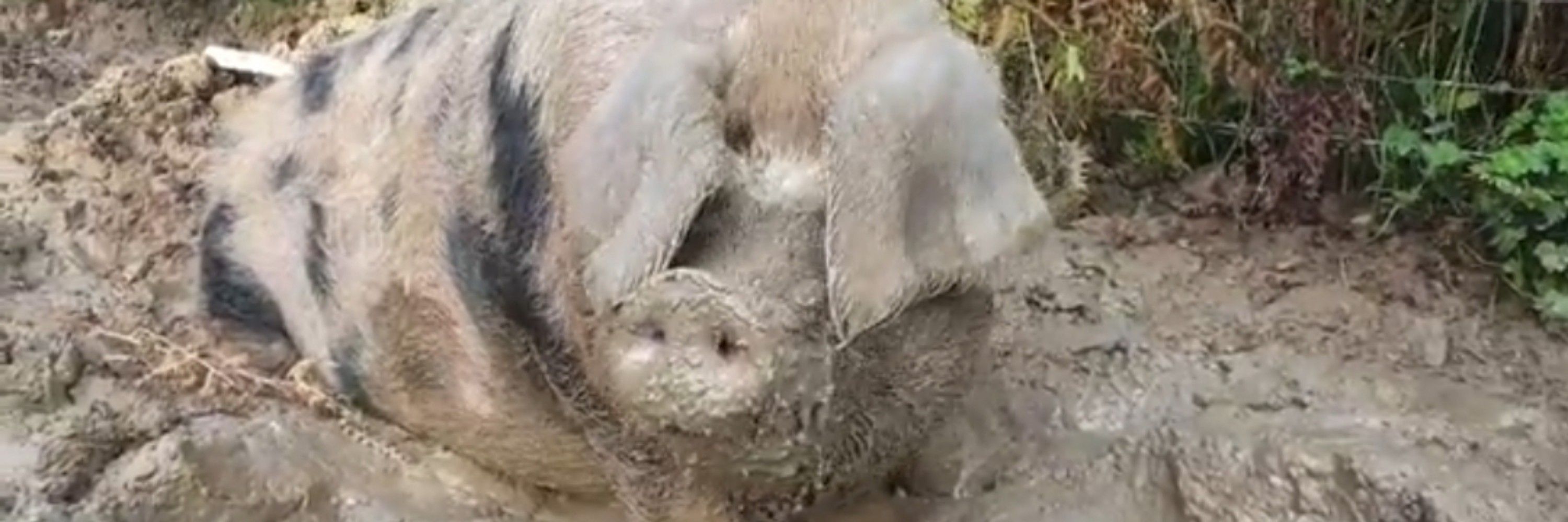 🐽Spottie Bennett 