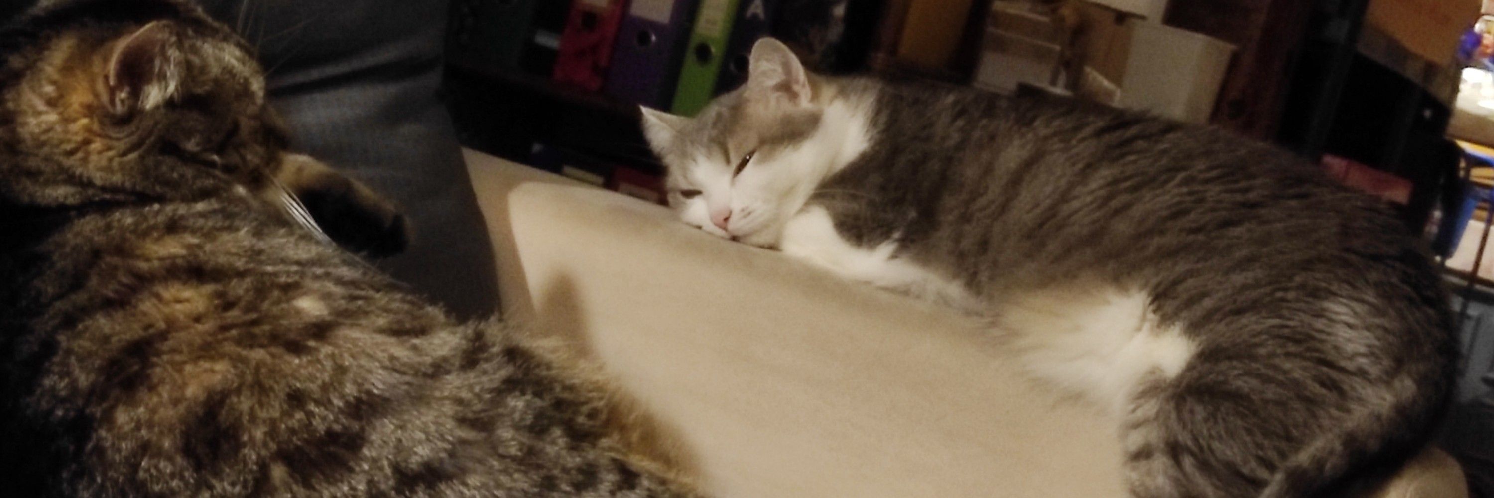 Nachtgeschoepfchen