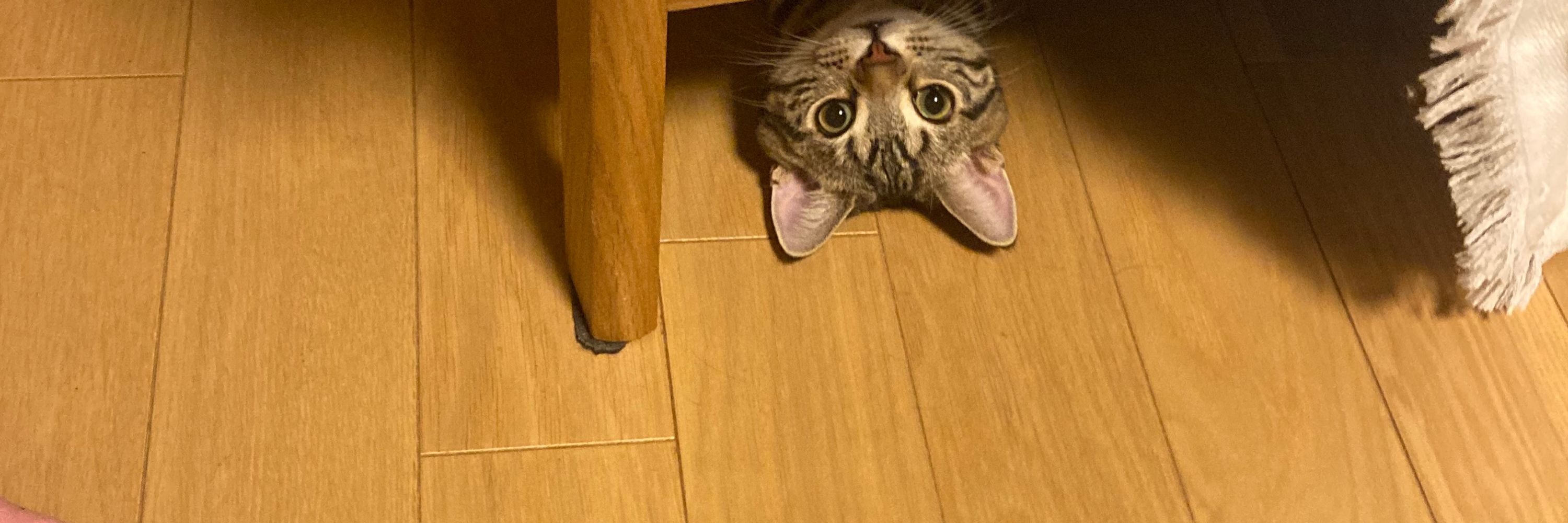 とうふ