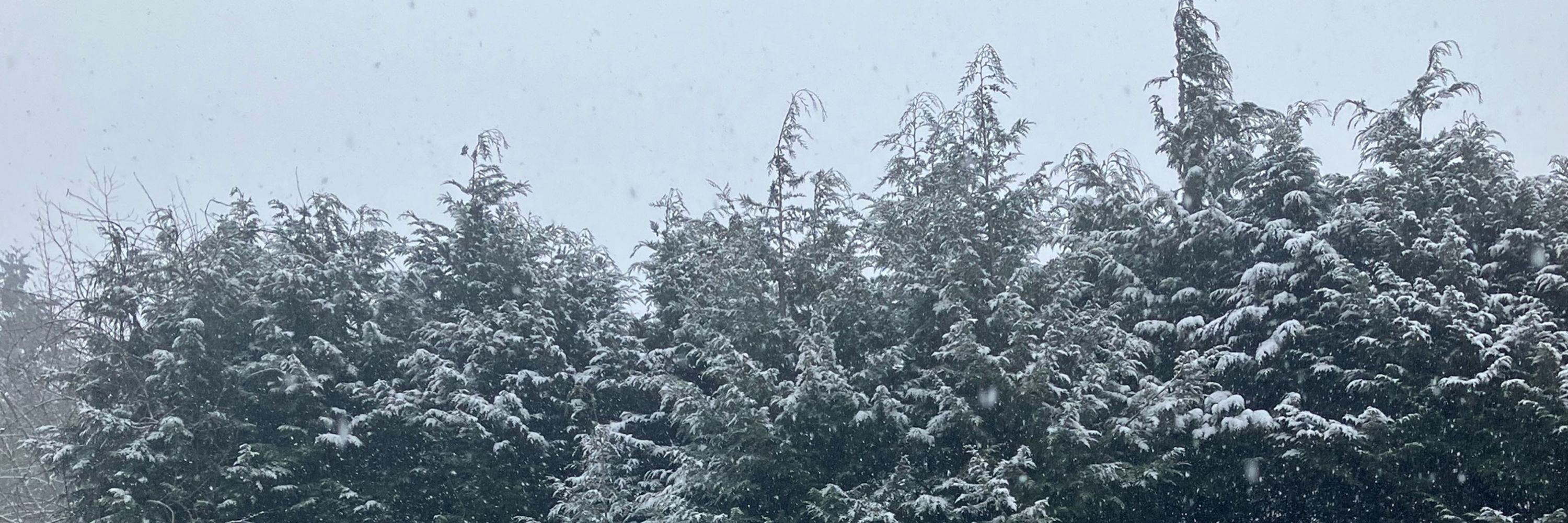 ❄️kermit ⋆⁺₊❅.⛄️