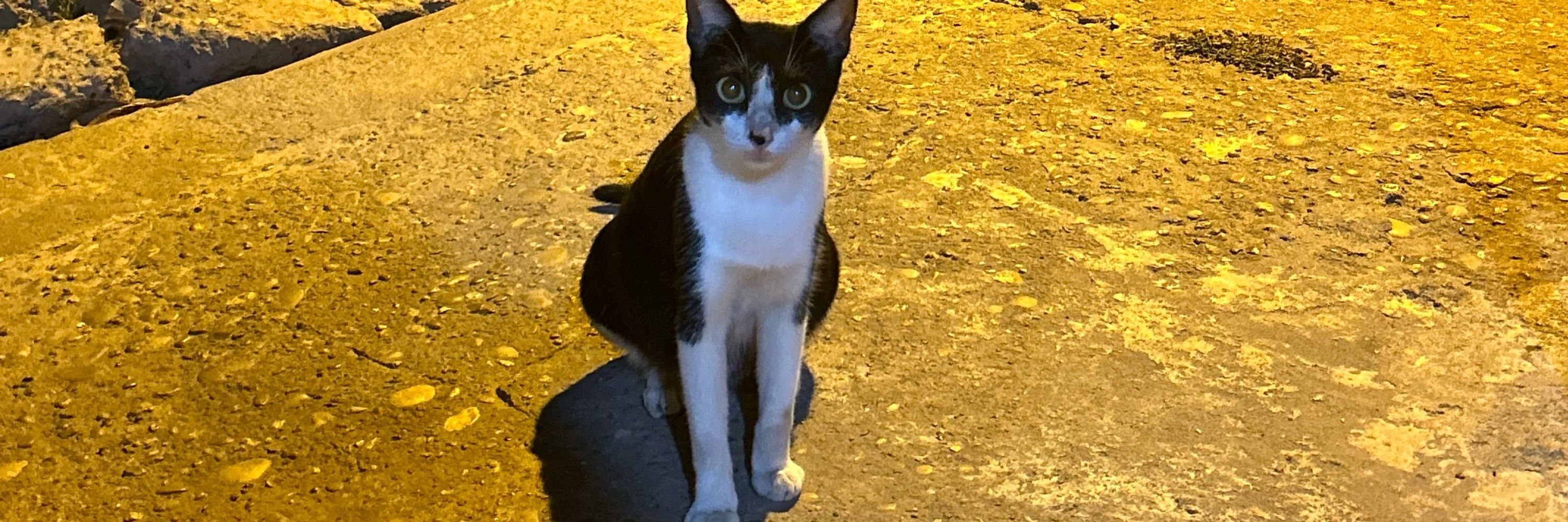 carolldiva
