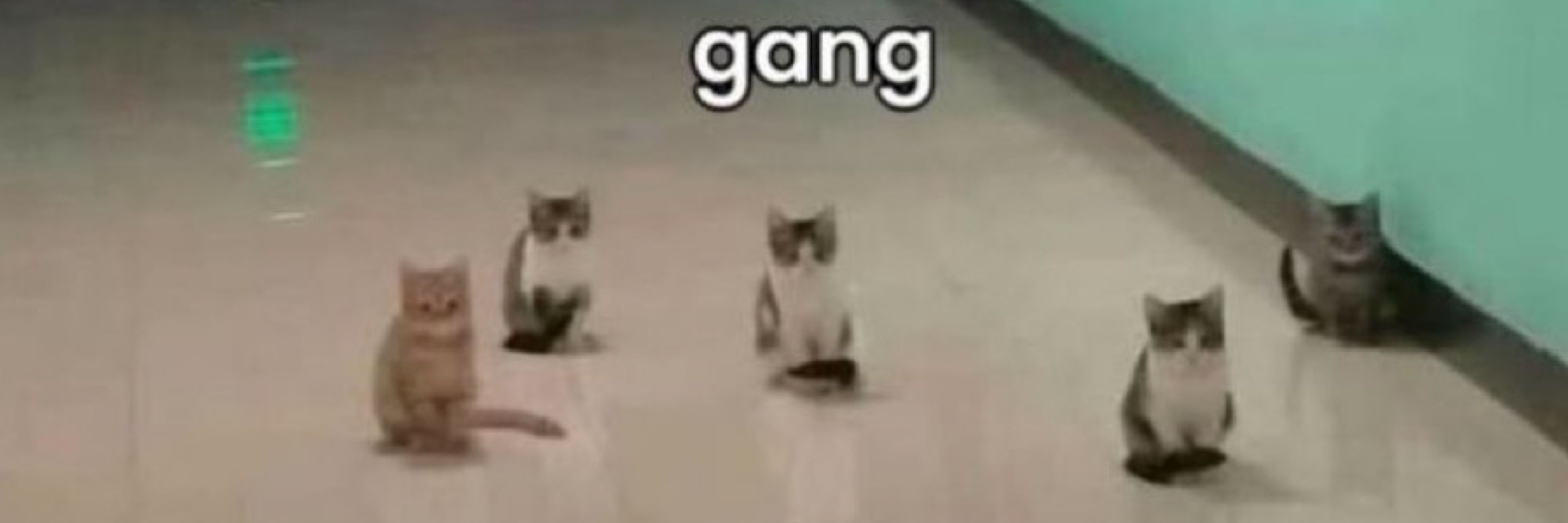 kimi