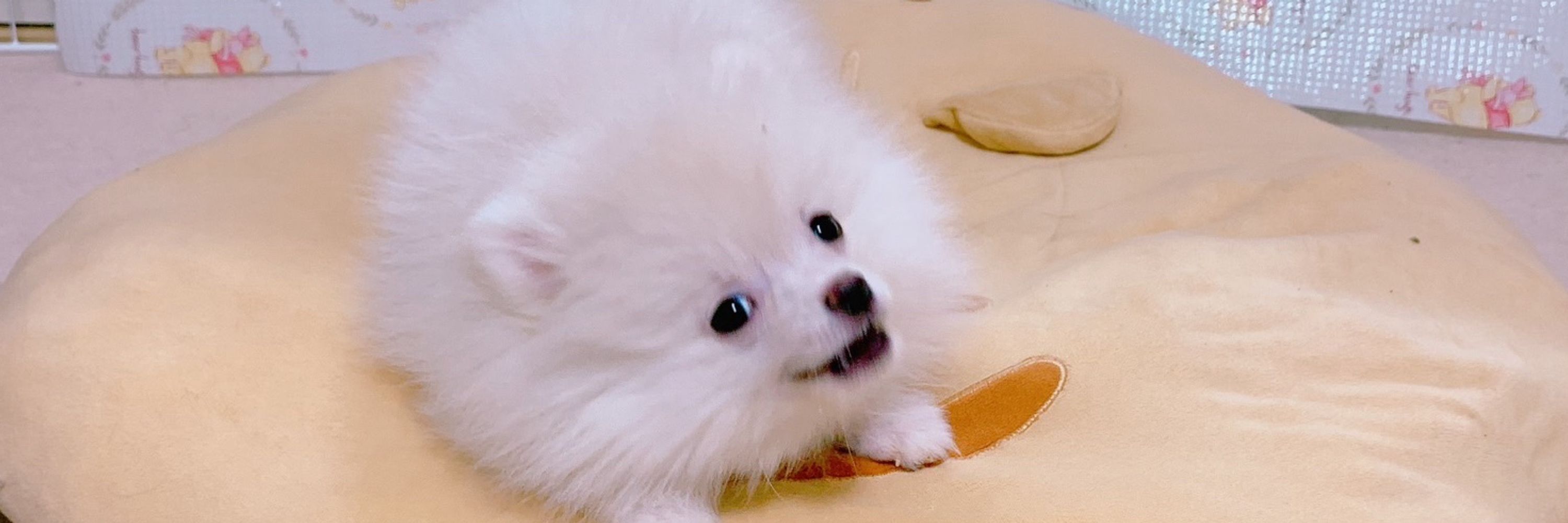ポメラニアンこと