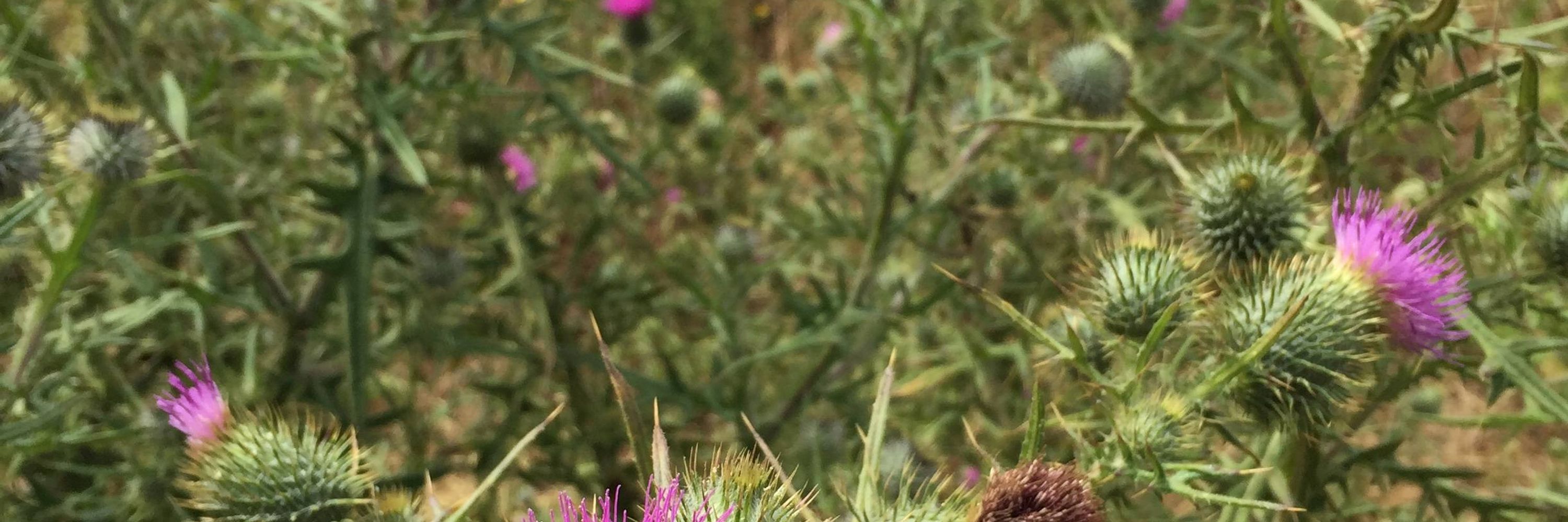 Thistle Technologies