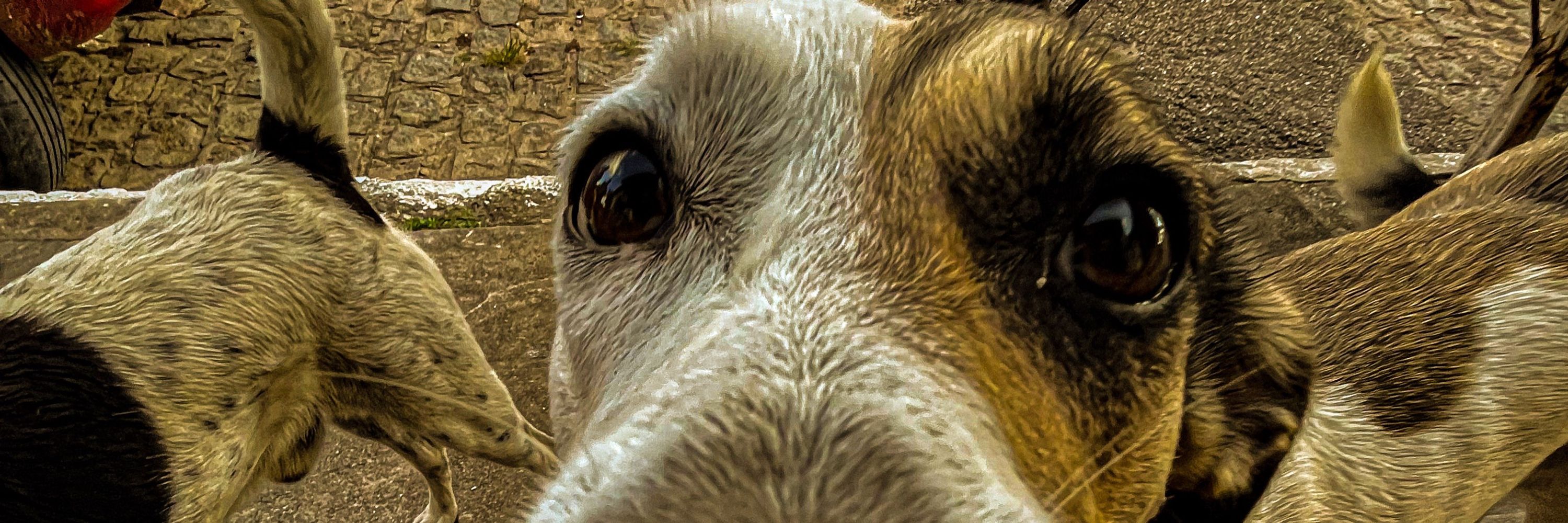 faixa branca sem guarda