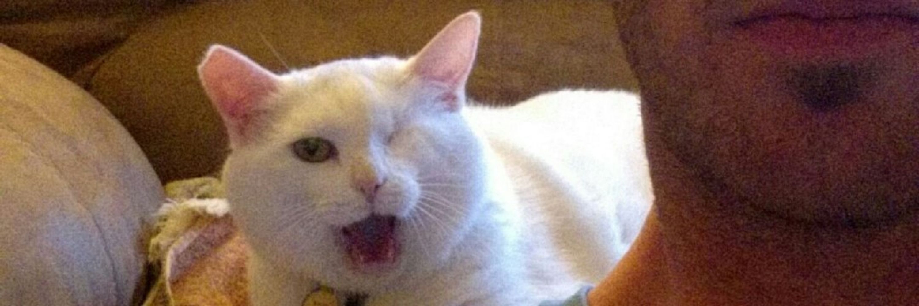 Padiddle the Cat