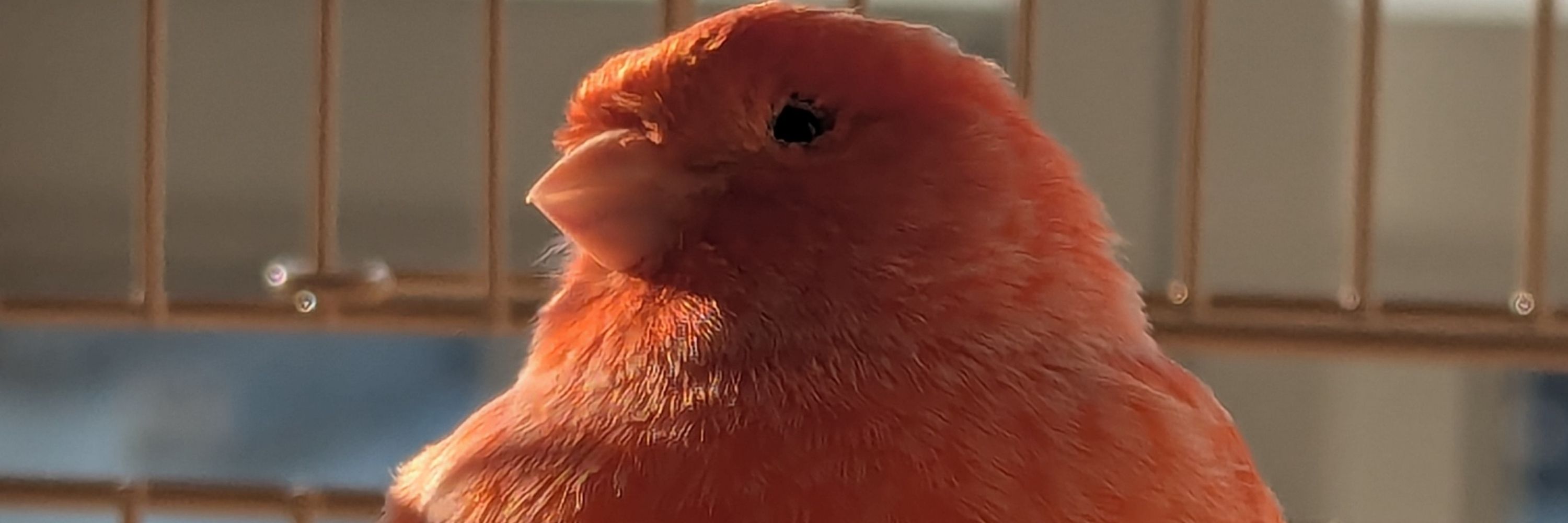 Ebi